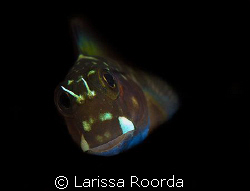 Goby.  I isolated him from his background for a less-clut... by Larissa Roorda 